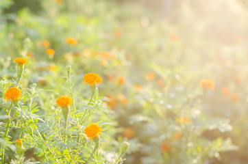 Obraz na płótnie Canvas Marigolds or Tagetes erecta flower