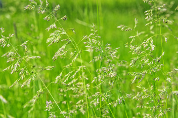 flowering grass in detail