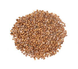 Coriander  isolated white background