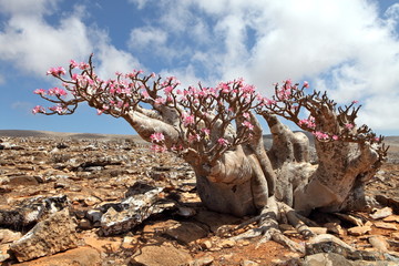Obraz premium Bottle tree in bloom - adenium obesum