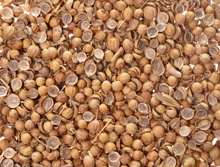 Coriander  isolated white background