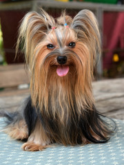 yorkshire terrier