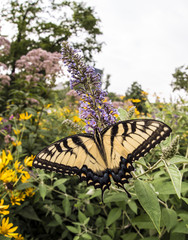 Swallowtail butterfly