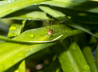 Pholcidae, commonly known as cellar spiders, are a spider family