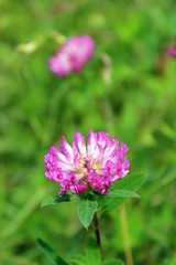 Pink flowers of clover