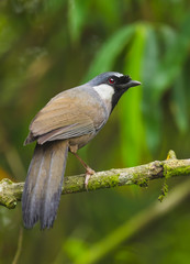 Black-throated Laughingthrush(Garrulax chinensis)