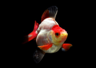 goldfish on black background