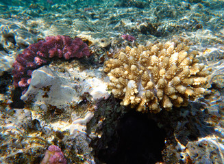 coral reef