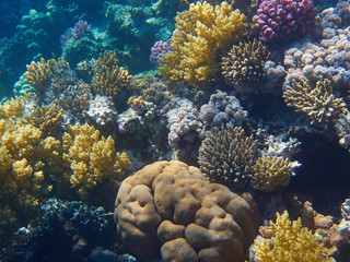 coral reef