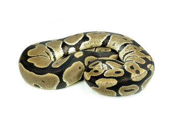 Royal Python, or Ball Python in studio against a white backgroun