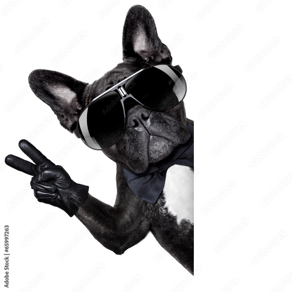 Poster Cool french bulldog