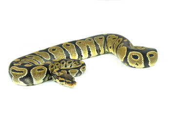 Royal Python, or Ball Python in studio against a white backgroun
