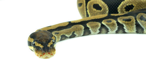 Royal Python, or Ball Python in studio against a white backgroun