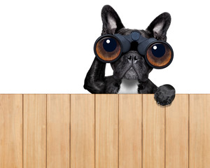 dog looking through binoculars