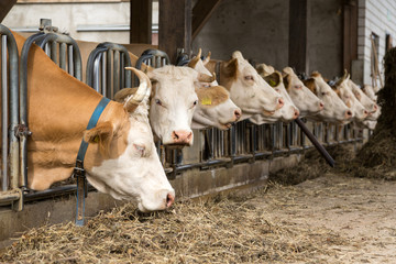 Vaches à la ferme