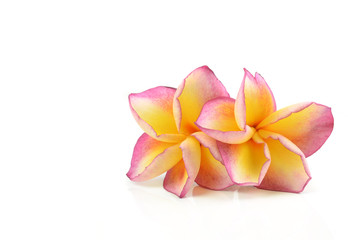 Fototapeta premium frangipani flower isolated on white