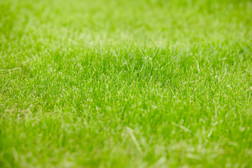 grass backgroun