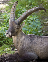 Alpine ibex