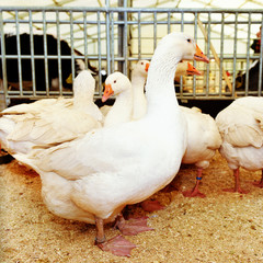 domestic geese