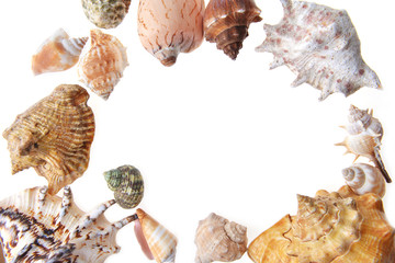 sea shells
