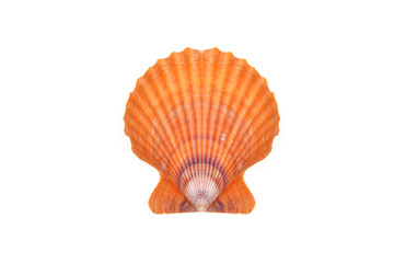 sea shell