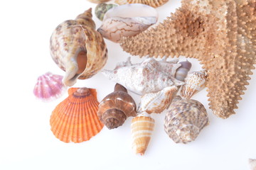 sea shells