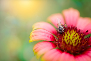 Bee on the pink flower sunlight on the garde