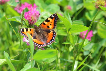 Orange Butterfly