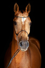 Obraz premium Akhal-Teke horse
