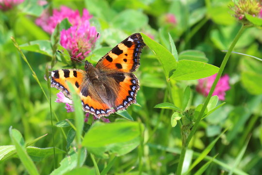 Orange Butterfly