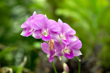 Fototapeta premium orchid