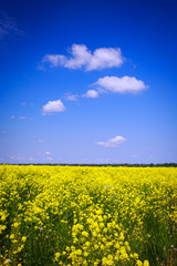 Naklejka premium Landscape with yellow rocketcress