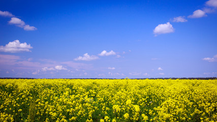 Obraz premium Landscape with yellow rocketcress