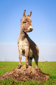 Grey donkey
