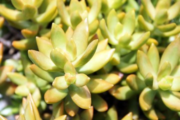 Kalanchoe Succulent Close Up