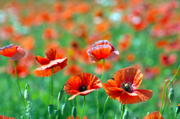 red poppy