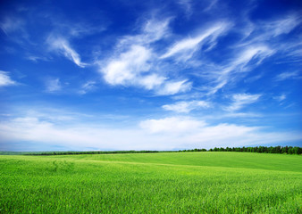 Naklejka premium Green field and blue sky