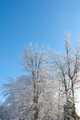 Trees covered in ice