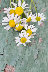 Obraz premium camomile flowers on wooden surface
