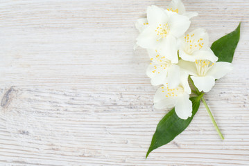 Fototapeta premium jasmine flowers on wooden surface