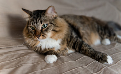 Fototapeta na wymiar Grey cat lying on bed