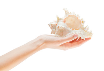shell in the hands