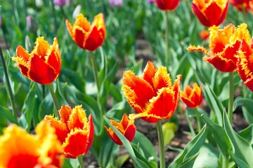 Crédence de cuisine en verre imprimé Tulipe beau champ de tulipes au printemps