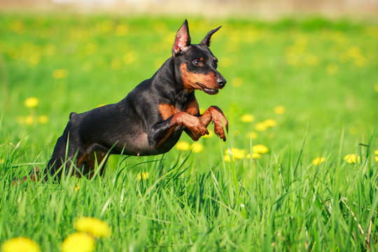 Miniature Pinscher Dog