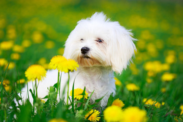 White Maltese dog