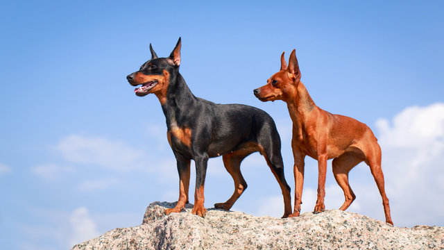 Miniature Pinscher dog
