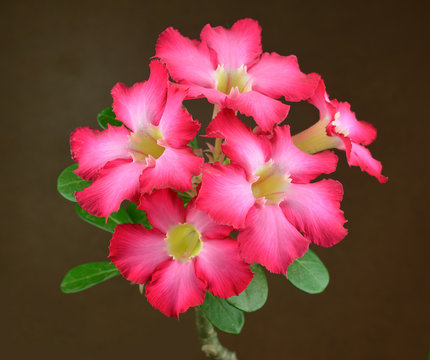 Red Desert Flower