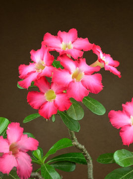 Red Desert Flowe