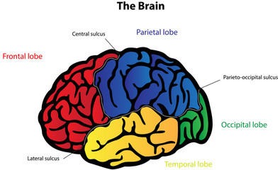 Brain Anatomy Labeled Diagram