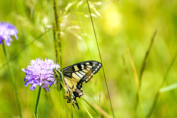 Schwalbenschwanz, Papilio machaon